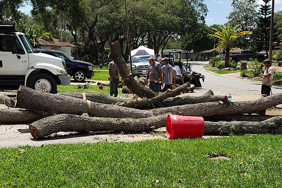 Just Us and Trees doing Stump Removal in Palm Harbor, FL