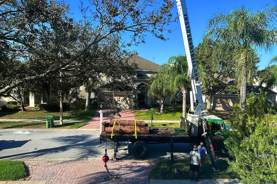 Just us and Trees removing Tree stumps from a Florida Property